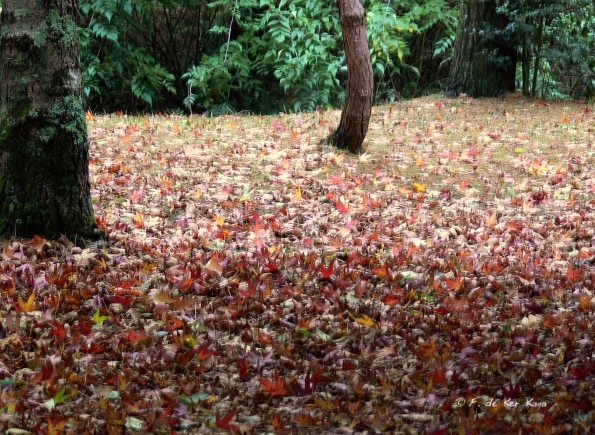 Bois des moutiers fall 2012 (7)